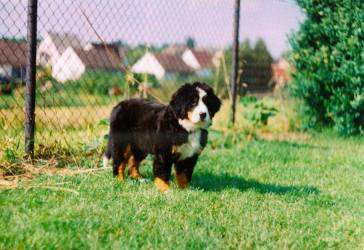 Anka mit 9 Wochen