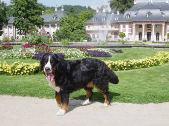 Aja im schönen Pillnitz-Park 2005