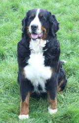 Aja in der Hundeschule